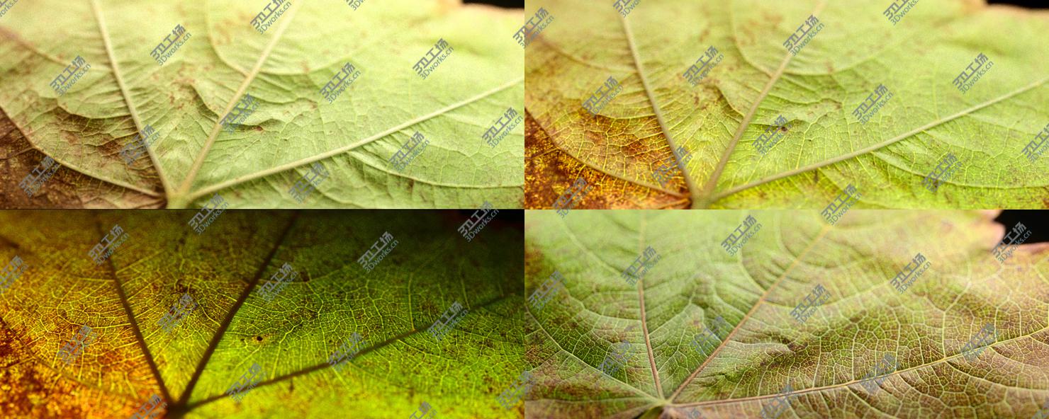 images/goods_img/2021040231/Autumn Leaves 3D model/4.jpg